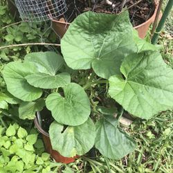 Gourd Mellon Seedling Plants Producing Hundreds Of Fruits Free Black Eyed Susan Plant 