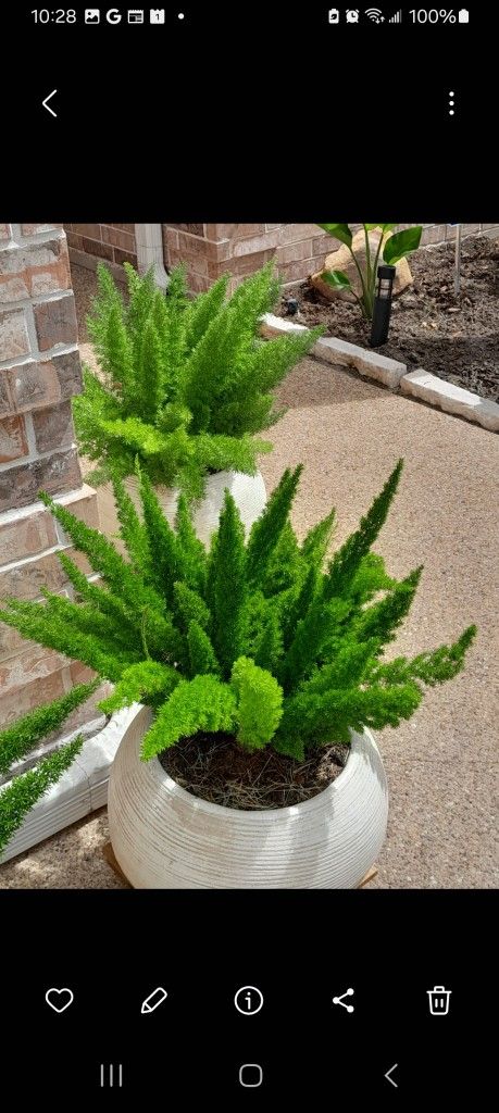 Potted Plants / 3 Each