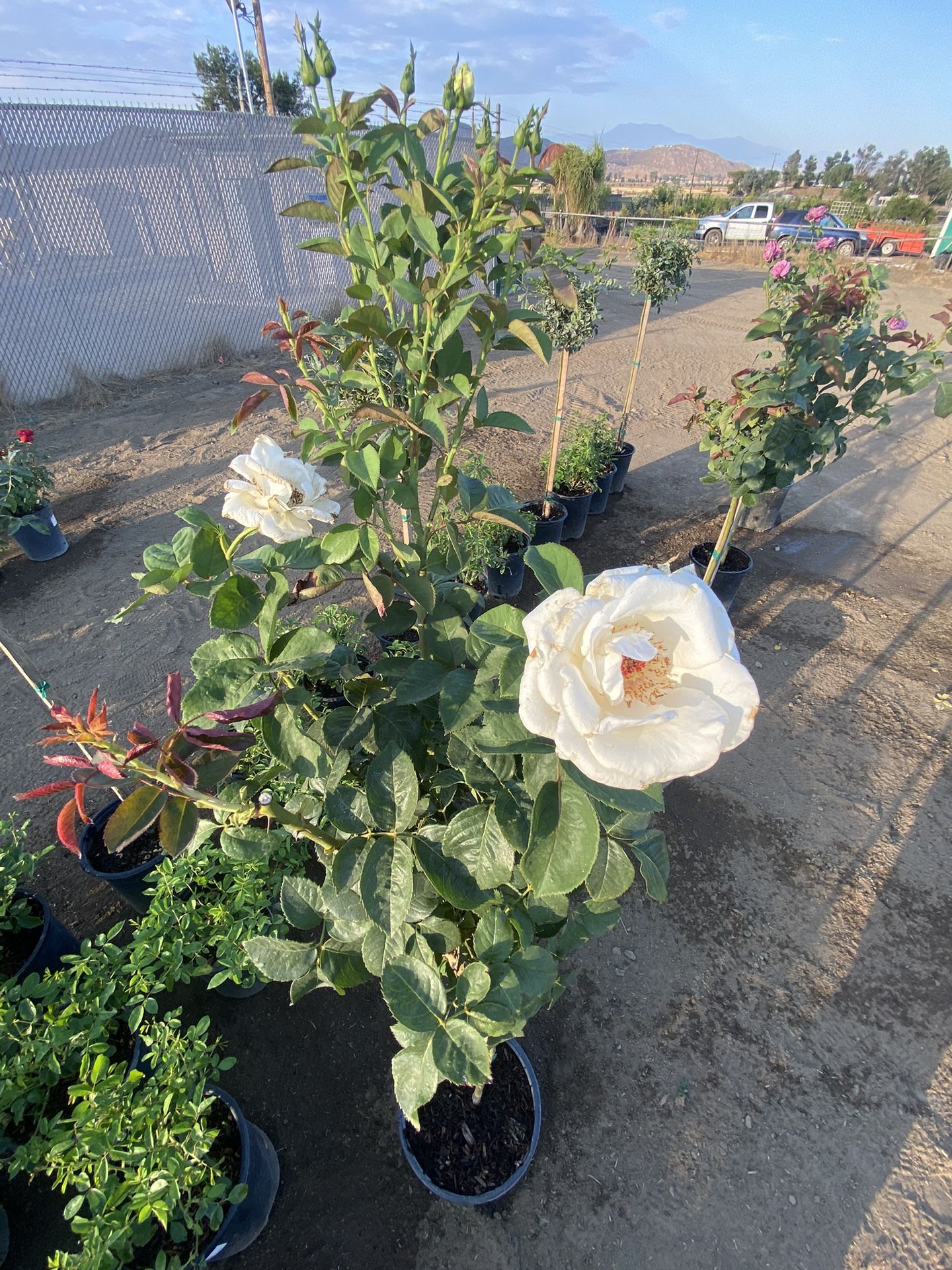 5 Gallon Rose Bushes