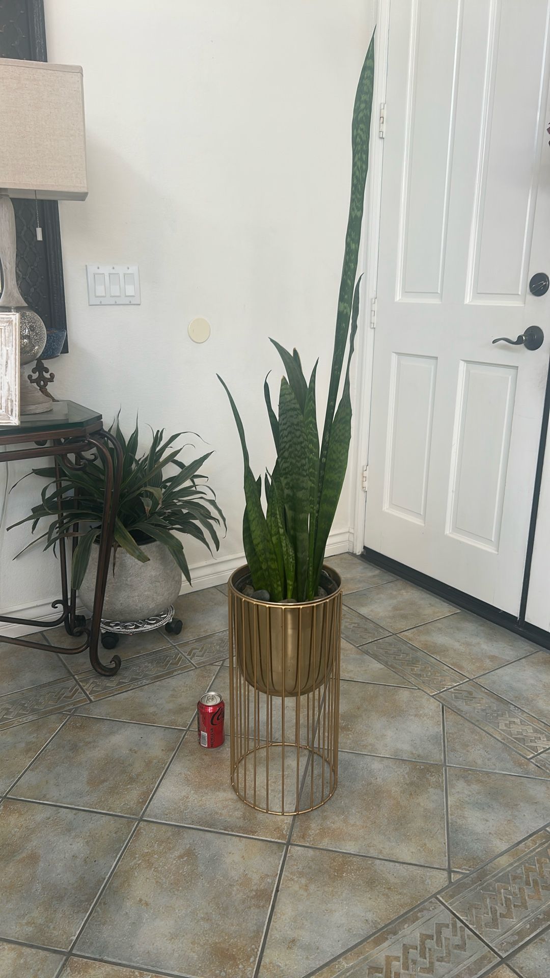 Snake Plant With Decorated Stand