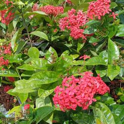 Ixora Nora Grant Privacy Hedge Plants 7gl $16🪴🪴