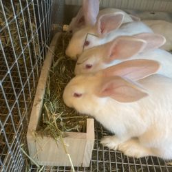 HAY RACK for Rabbits, Guinea Pigs or Chinchillas 