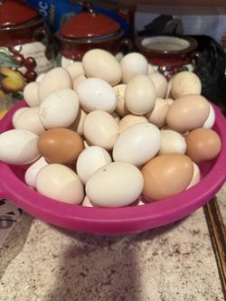 Fresh Eggs