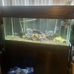 80 Gallon Fish Tank