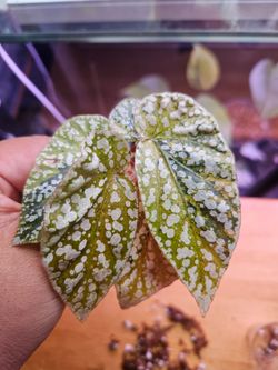 Begonia snow capped