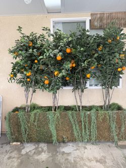 orange trees 