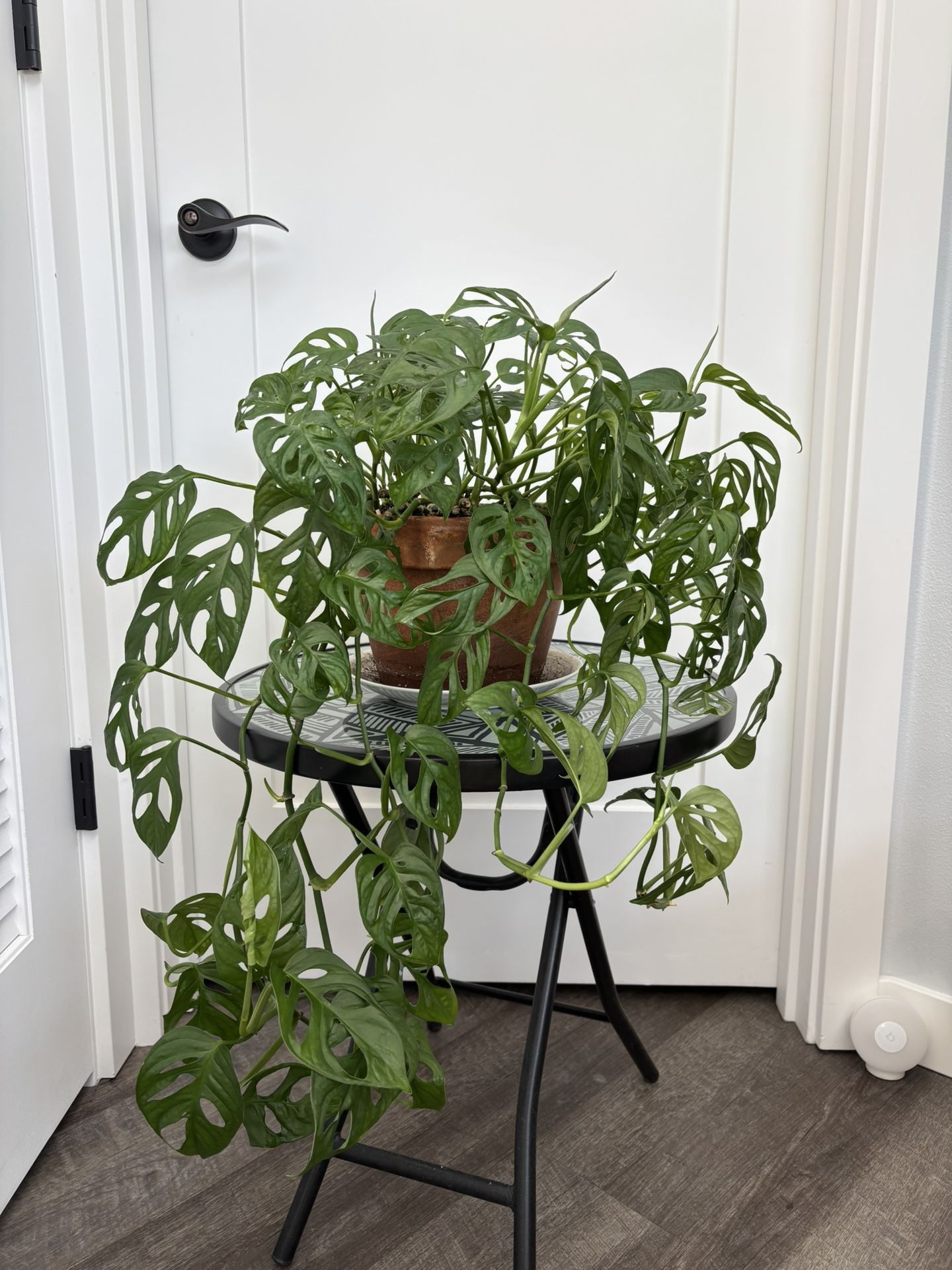 Swiss Cheese Plant w/ Terra-cotta Pot 🧀🪴
