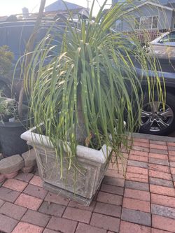 Ponytail palm