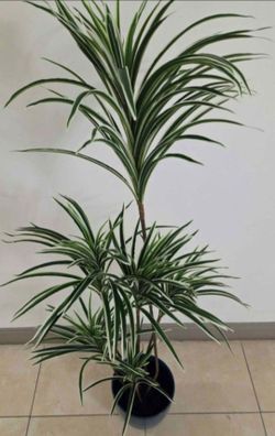 *** JUST REDUCED *** 5ft Faux Spider Dracaena in an 11in (Tall) Blue Resin Planter @ Lasting Creations