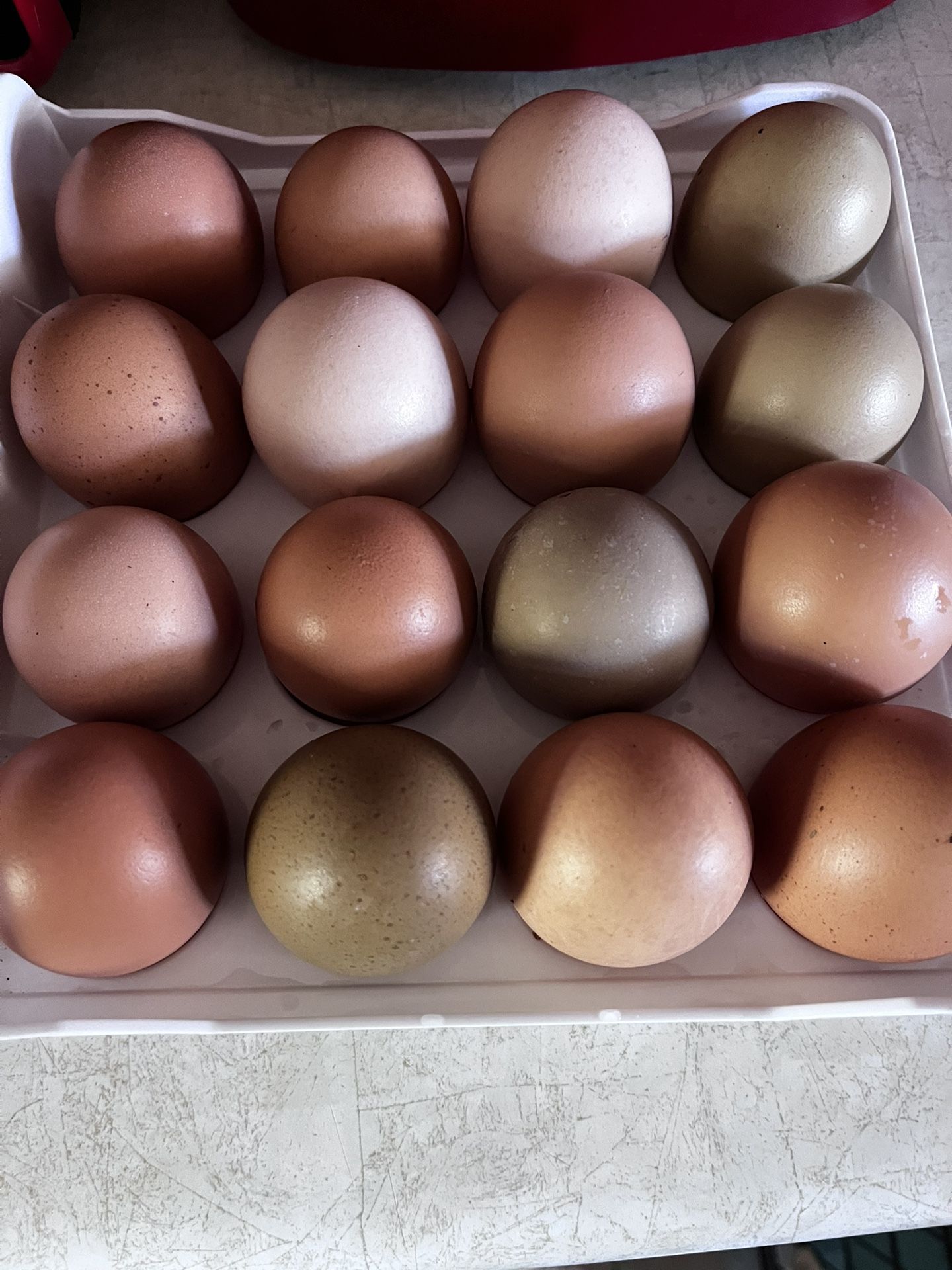 Fresh Eggs