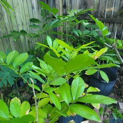 Ackee Plants