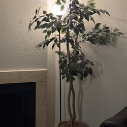 2 lovely house tree plants 
