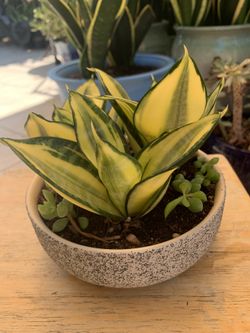 Snake Plant 🪴