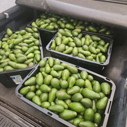 🥑 Avocados Fuerte