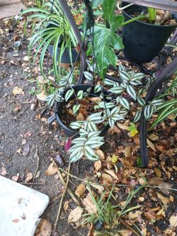 Plants different kinds, sizes, and prices