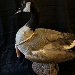 Taxidermy Goose 
