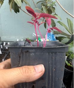 Red amaranth