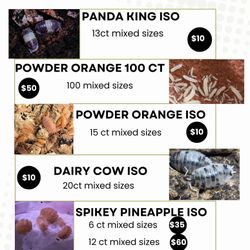 Isopod Isopods Bioactive Reptile