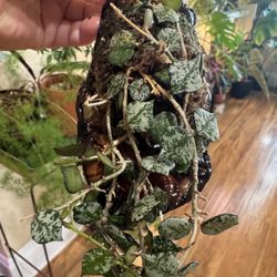 Mounted Hoya Curtisii ( Established Plant)