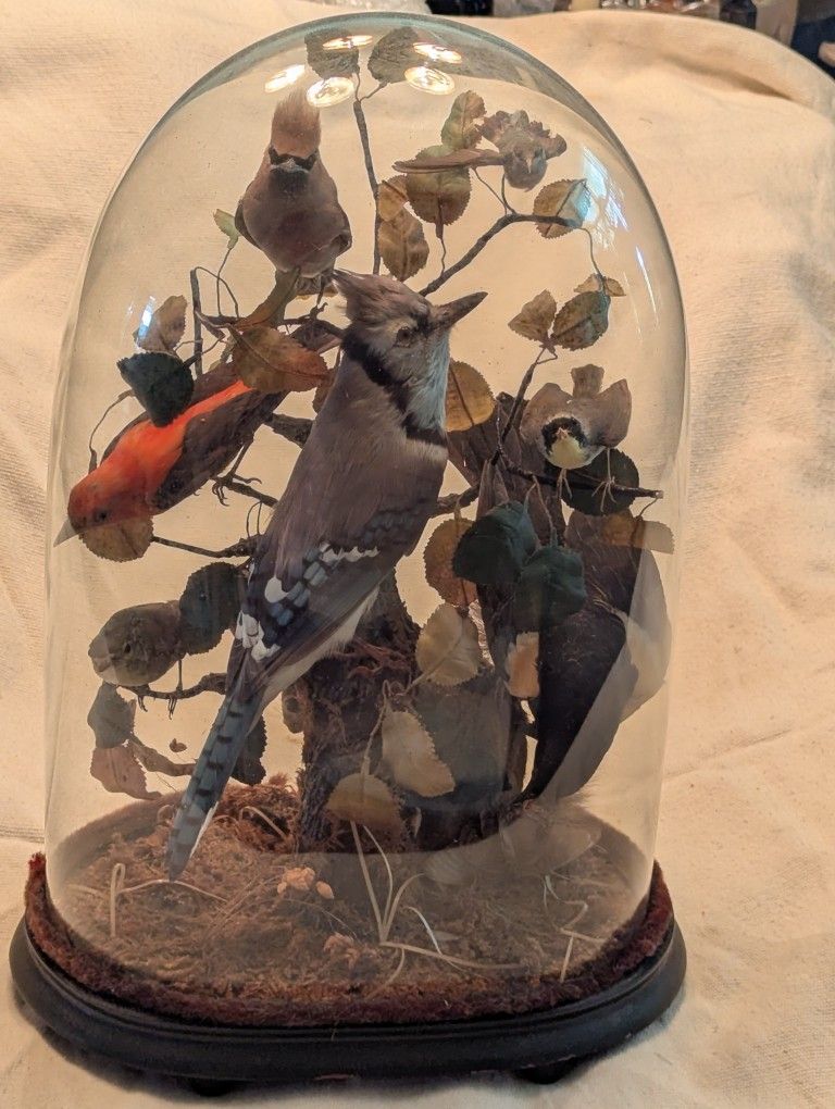 Victorian Taxidermy Dome