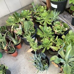 Succulent Plants Sale