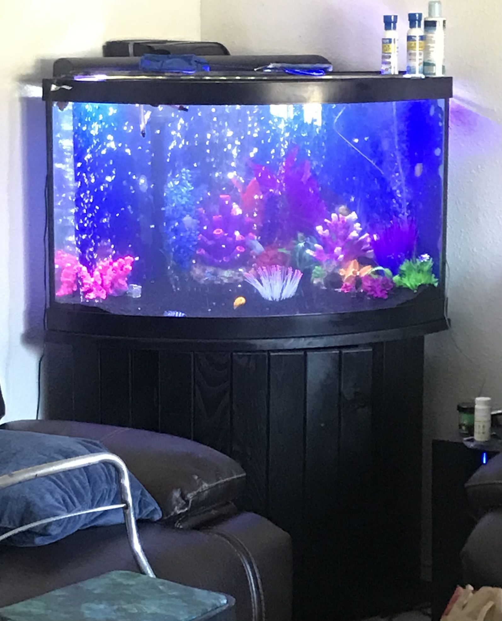 65 Gallon Corner Aquarium 