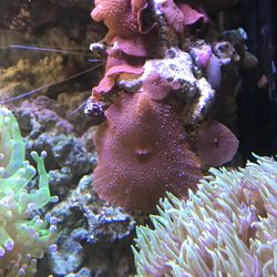 Red mushroom corals