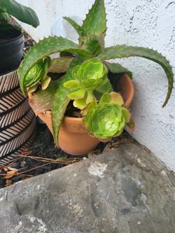 Aloe With Pot And Rose