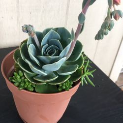 3 Different Succulent Plants In One Pot