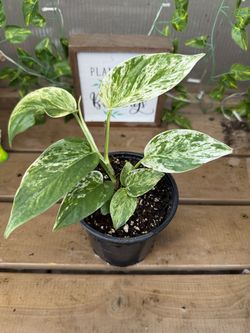 Marble Queen Pothos