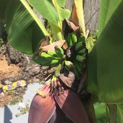 Dwarf Banana Plant And Plantain Plant