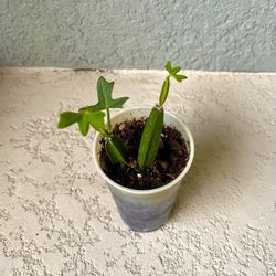 Cissus Quadrangularis Plant 