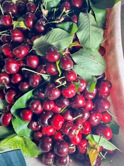 Big sweet Cherry $26