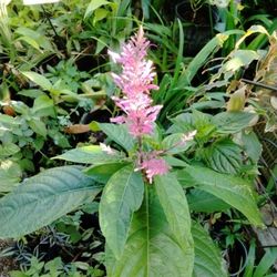 Purple Fire Spike For Butterflies And Hummingbirds