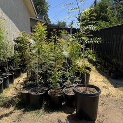 6’ High Shade Tree 