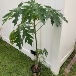 Thai Papaya Tree