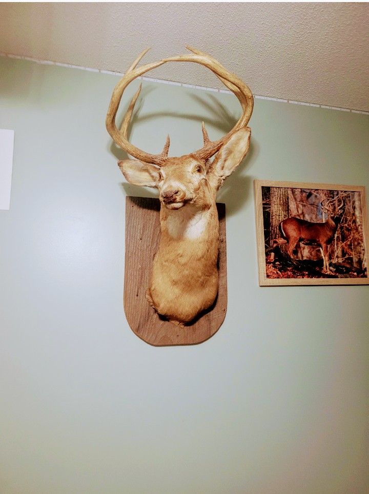 Deer Head