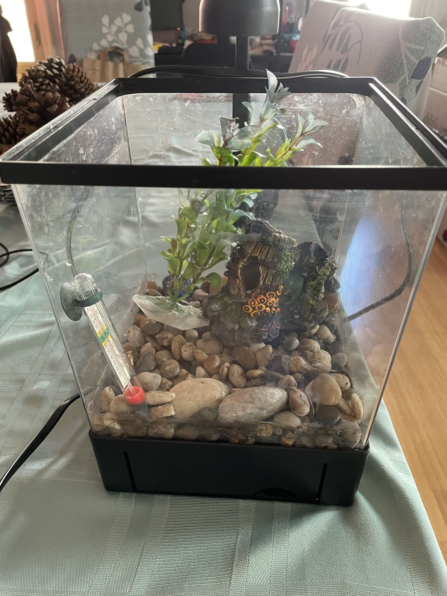 Small Aquarium 