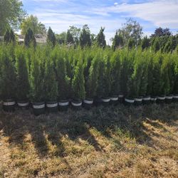 4ft Arborvitae 