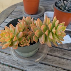 Succulent $11