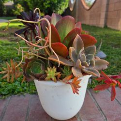 Decoration Suculents Plants Mix