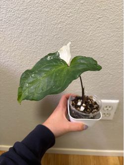 Syngonium Albo 3.5inch pot