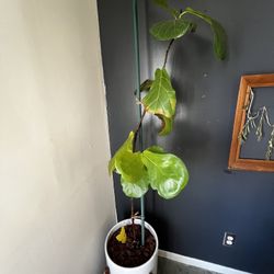FIDDLE LEAF FIG, LARGE POT, & PLANT STAND, newly replanted