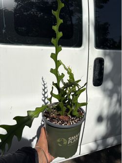 Fish bone cactus 🌵