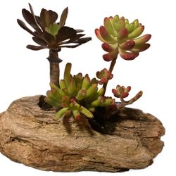 Driftwood Planter Succulent Arrangement Decoration 