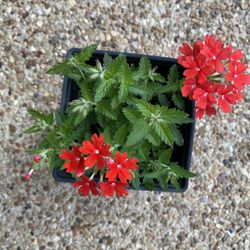 Red Verbena Plant