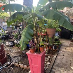 Banana Plant Grandes 