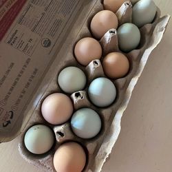 Fresh Chicken eggs