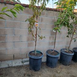 Red Baron Peach Tree