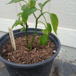 Serrano Chile Plant 